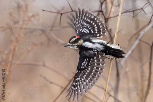 downy woodpecker in flight