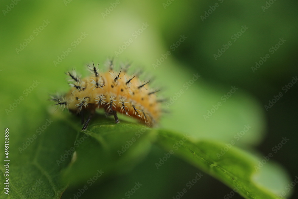 Fourth-instar larva of the bryony ladybird - Henosepilachna argus -Coccinellidae