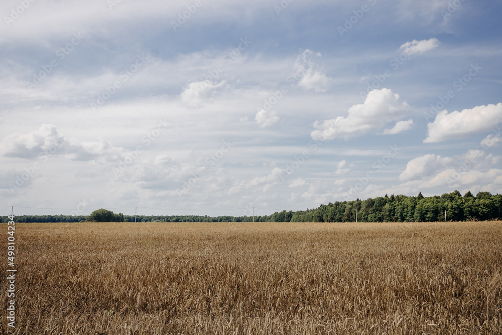 Golden wheat field, forest belt and clear blue sky with clouds on a sunny day. Landscape
