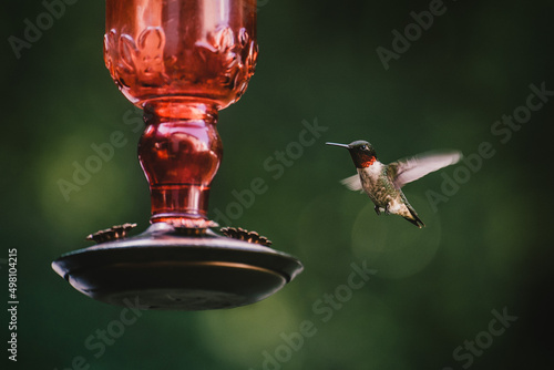 RUBY THROATED HUMMINGBIRD FLYING AND APPROACHING TO FEEDER