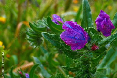 makro kwiaty rośliny wiosna natura flora