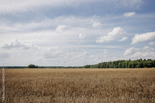 Golden wheat field, forest belt and clear blue sky with clouds on a sunny day. Landscape