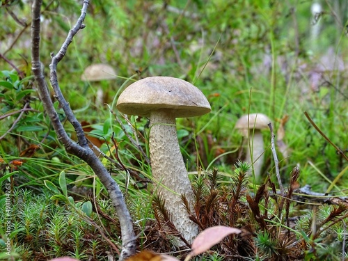 mushrooms in the forest © Мария Быкова