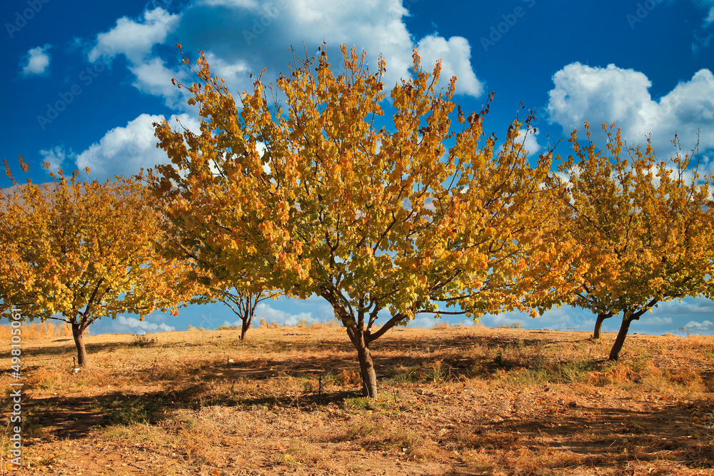 apricot trees in autumn