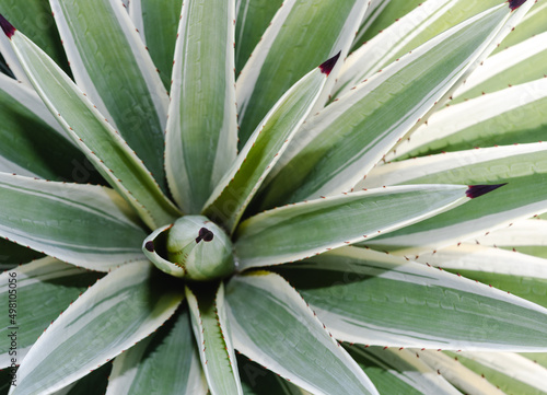 Plant sisal Agave sisalana high angel view.