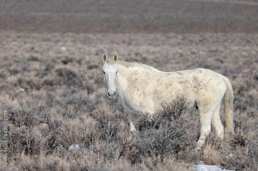 Wild Horse Near Challis Idaho in Winter