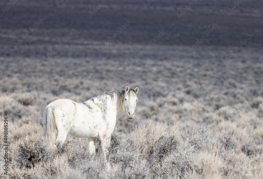 Obraz premium Wild Horse Near Challis Idaho in Winter