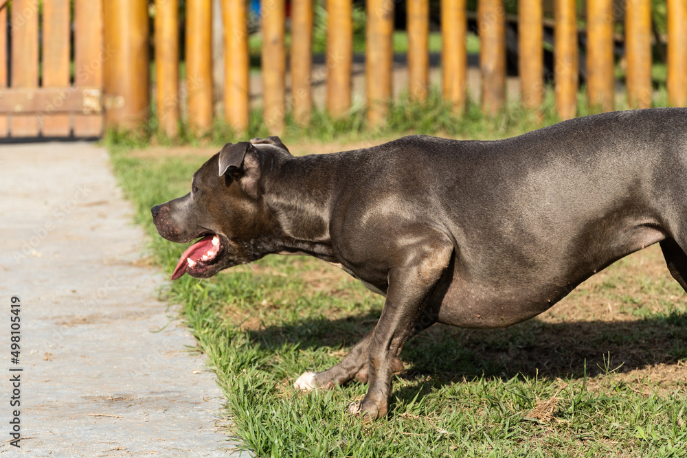 Pit bull dog playing in the park. Green grass and wooden stakes all around. Sunset. Blue nose. Selective focus