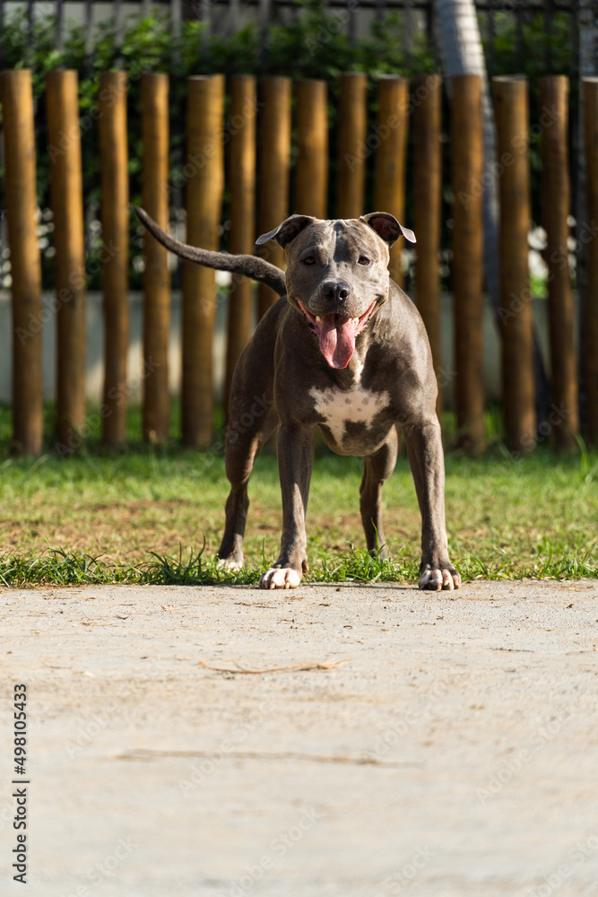 Pit bull dog playing in the park. Green grass and wooden stakes all around. Sunset. Blue nose. Selective focus Pit bull dog playing in the park. Green grass and wooden stakes all around. Sunset. Blue nose. Selective focus