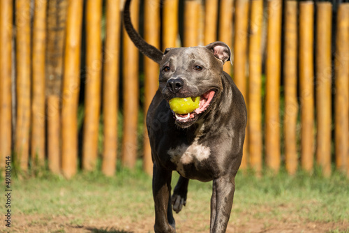 Photography Pit bull dog playing in the park