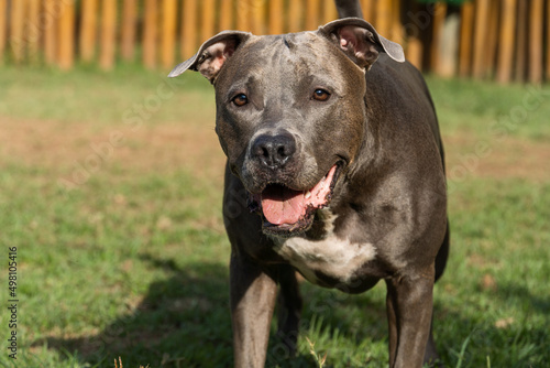 Pit bull dog playing in the park. Green grass and wooden stakes all around. Sunset. Blue nose. Selective focus