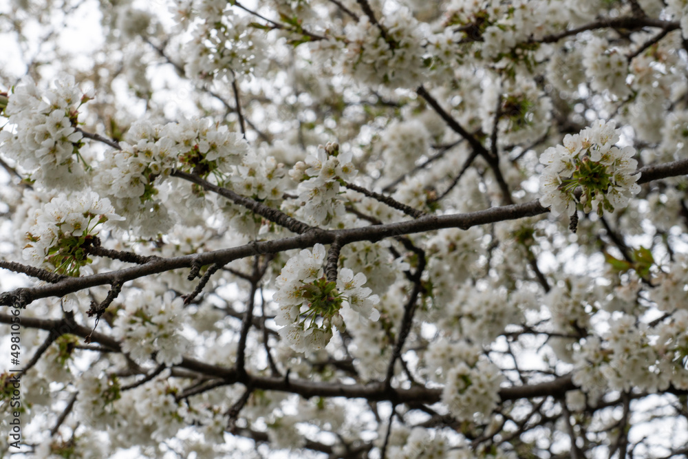 Weiße Blüten auf Baum in voller Blüte Weiße Blüten auf Baum in voller Blüte
