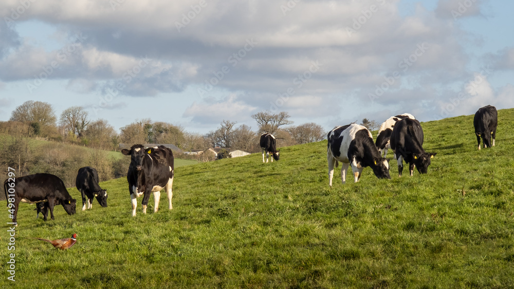 Young Friesian black and white cows in field, meadow. UK. Young Friesian black and white cows in field, meadow. UK.