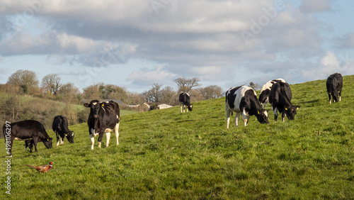 Young Friesian black and white cows in field, meadow. UK. © Mushy