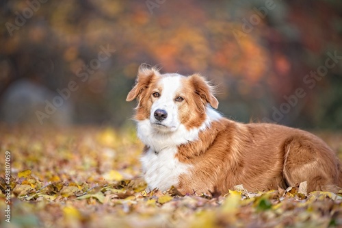 Fototapeta Naklejka Na Ścianę i Meble -  Cute dog laying in leaves