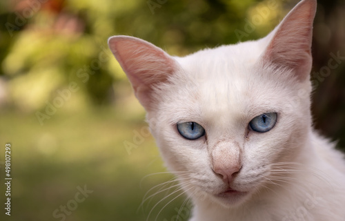 Beautiful close up of a cat with white fur. Selective focus.