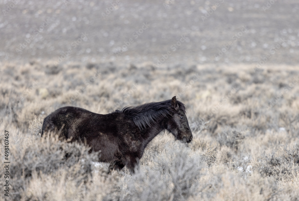Wild Horse Near Challis Idaho in Winter Wild Horse Near Challis Idaho in Winter