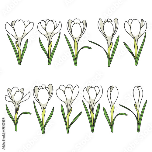 Set of color illustrations with white crocus flowers, saffron. Isolated vector objects on a white background.