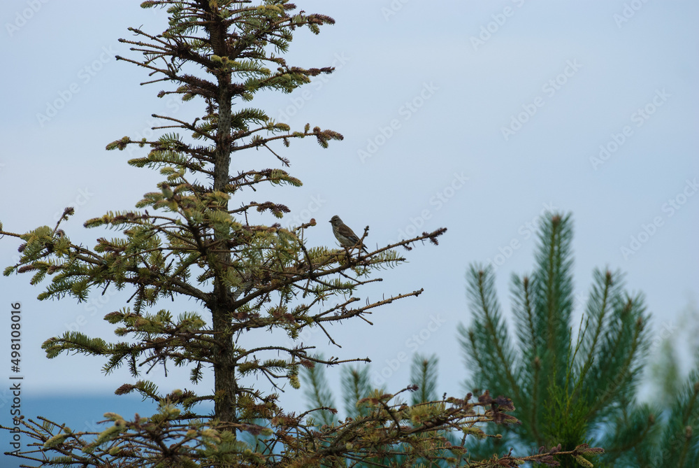 Jay bird (forest bird) sits on a spruce branch in cloudy weather. Jay bird (forest bird) sits on a spruce branch in cloudy weather.