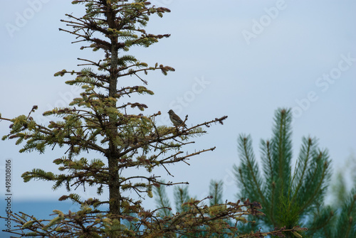 Jay bird (forest bird) sits on a spruce branch in cloudy weather.