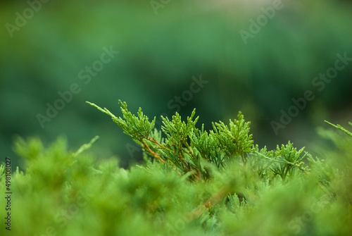 Green thuja branch close-up on a blurred background.