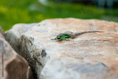 Smiling green lizard on the stone. Toothless lizard smile.