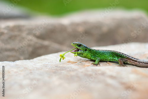 Green lizard with a flower in its mouth. Funny lizard on a stone with open mouth