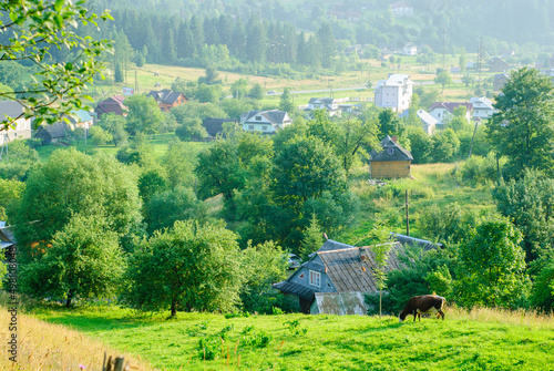 A cow grazes in a meadow against the backdrop of a mountain village (Yaremcha, Ukraine). Natural grazing of cattle. Clear sunny summer day in a mountainous European village.