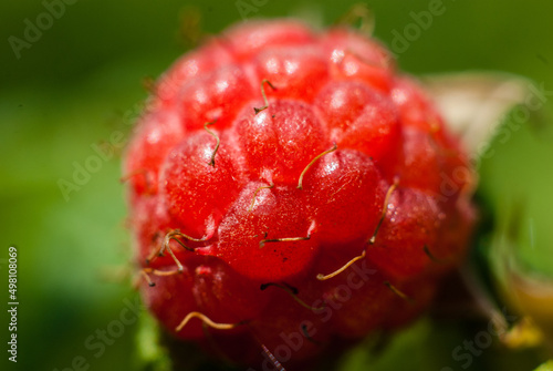 Red ripe raspberry on a green stem. Raspberries close-up on a green background. Juicy berry grown in the forest. Forest raspberry.