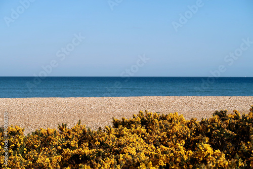 Gorse bushes in flower, pebble beach, blue sea and horizon under clear blue sky 