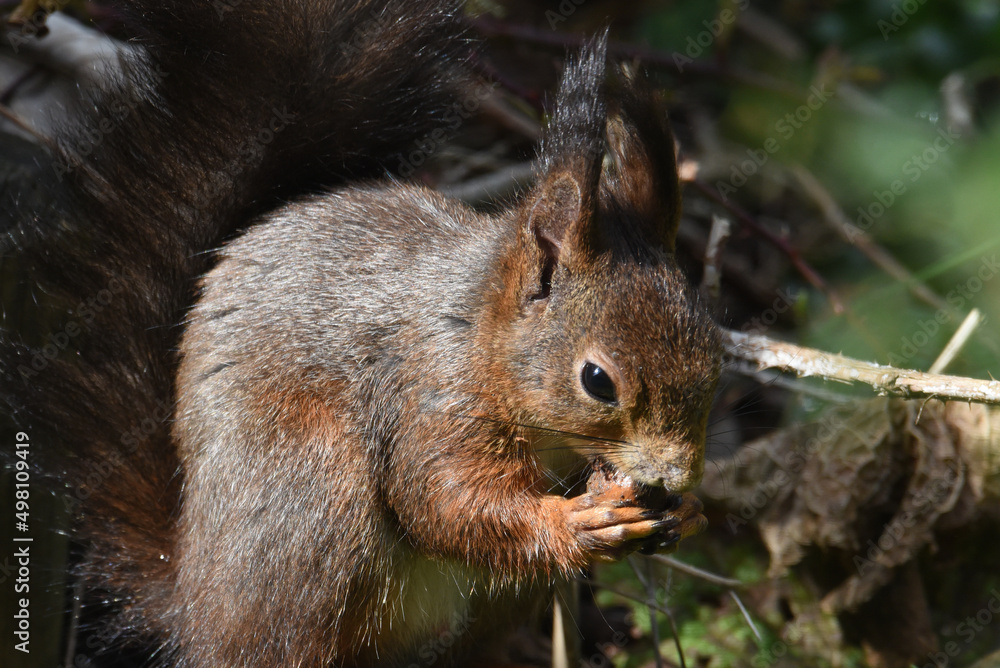 Fototapeta premium Eichhörnchen