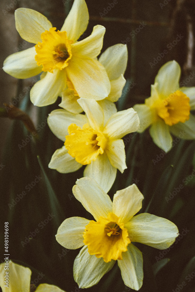daffodils in the garden daffodils in the garden