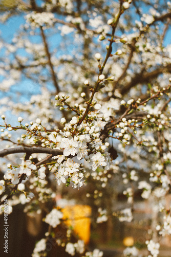 blooming cherry plum