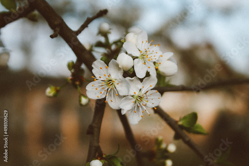 blossoming apricots