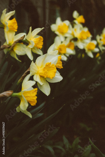 daffodils in the garden