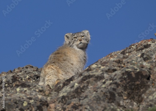 Canvas Print manul in the mountains
