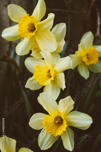 daffodils in the garden