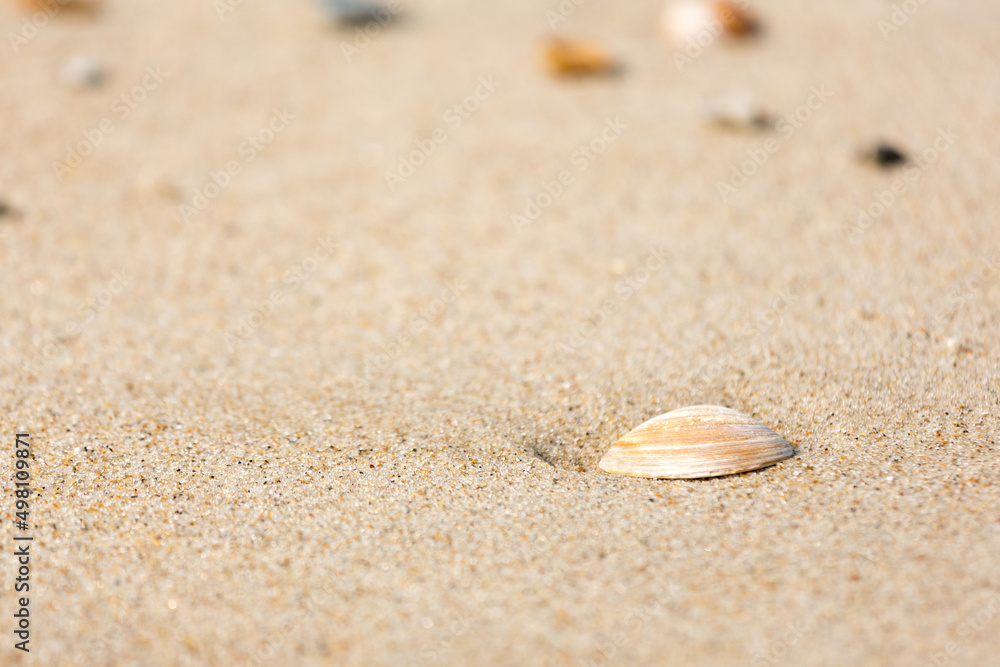 Muschel am Meer, Strand, Sandklaffmuschel Muschel am Meer, Strand, Sandklaffmuschel
