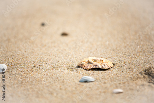 Muschel am Meer, Strand © Claudia