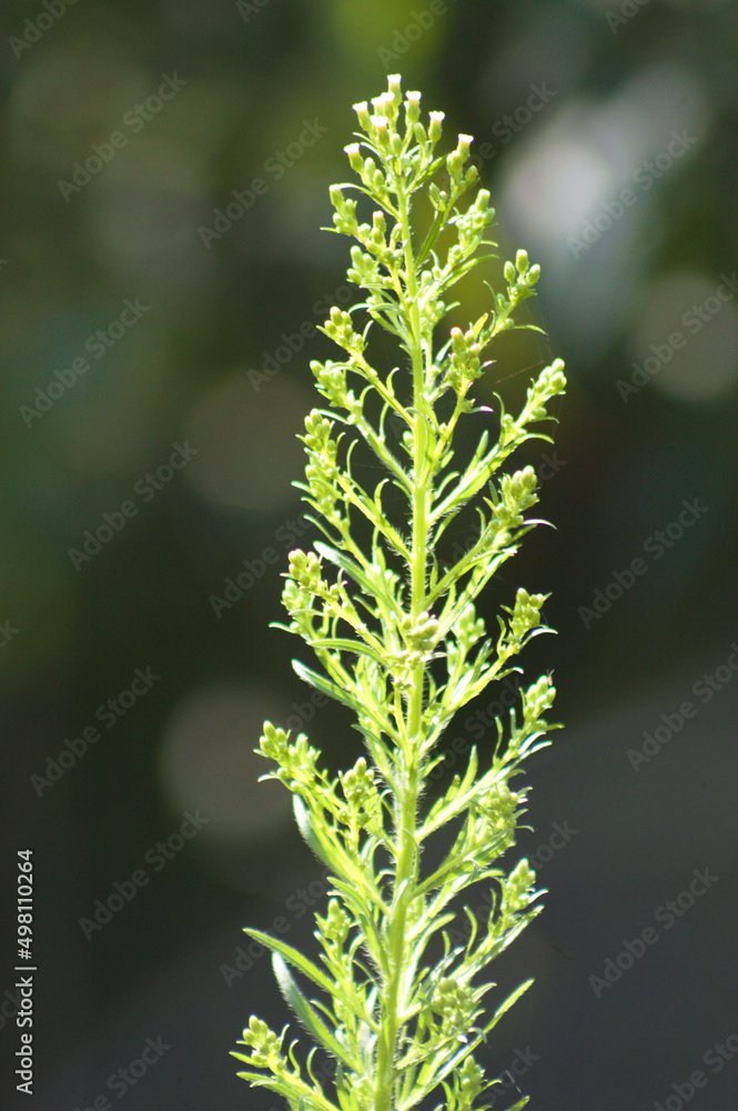 Closeup of horseweed plant with blurred background and light from behind