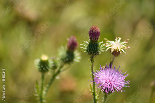 Closeup of spiny plumeless thistle in bloom with blurred plants on background