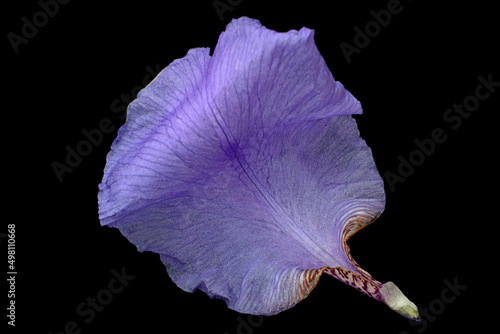 Blue iris flower on black