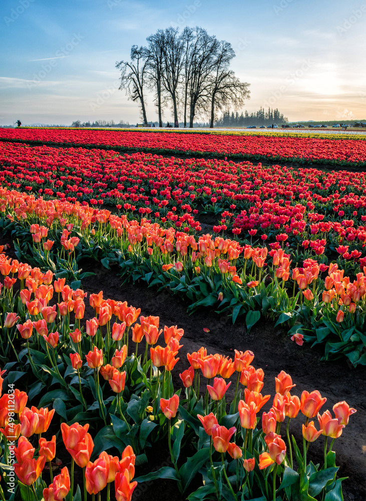 Field of tulips and trees Field of tulips and trees