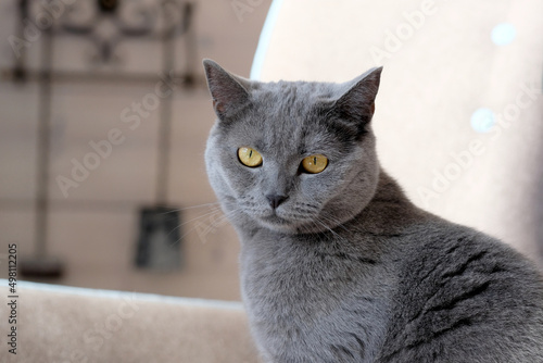 A beautiful cat with sad eyes. British shorthair cat with grey-blue fur and yellow eyes