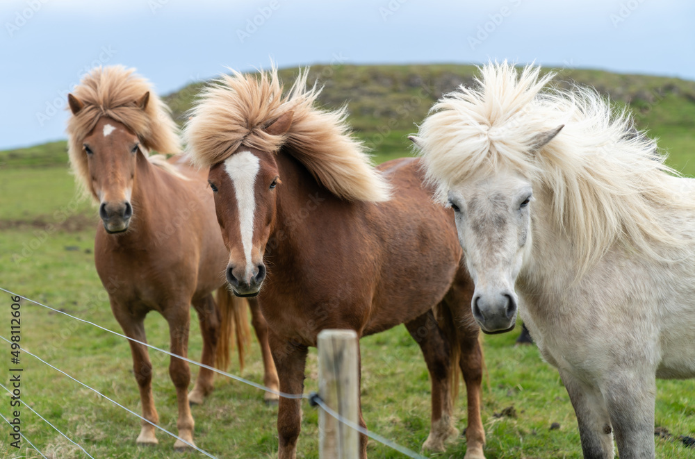 Icelandic horses with long hair. Icelandic horse is a breed of horse developed in Iceland only. Icelandic horses with long hair. Icelandic horse is a breed of horse developed in Iceland only.