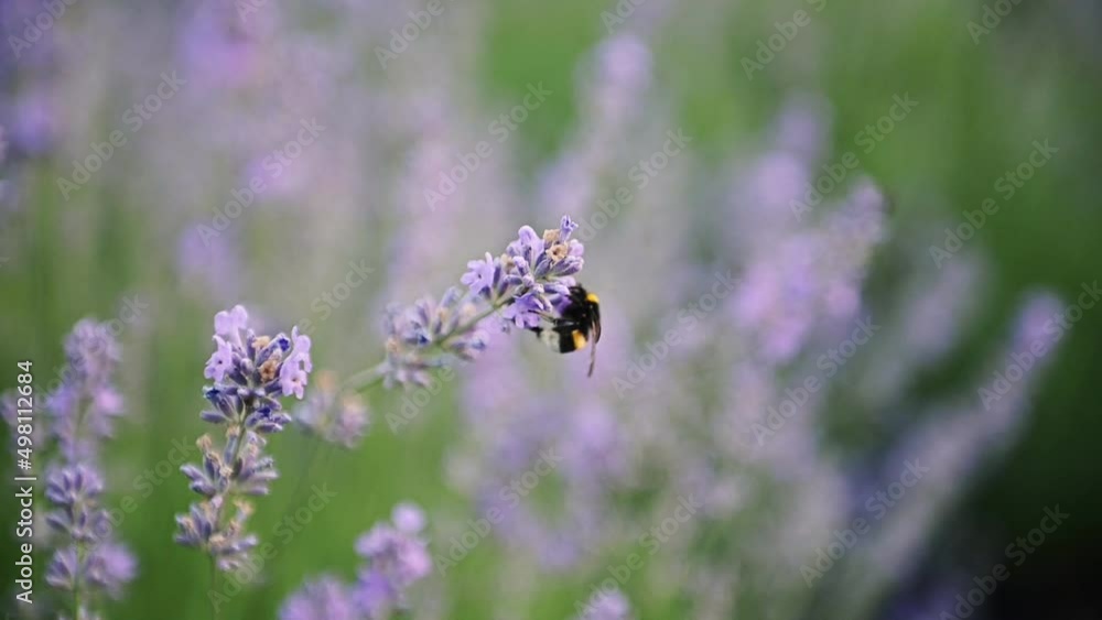 Close up of Honeybee working on Growing Lavender Flowers field. Beautiful Blooming Violet fragrant lavender flowers on a field in tranquil part of Provence Close up of Honeybee working on Growing Lavender Flowers field. Beautiful Blooming Violet fragrant lavender flowers on a field in tranquil part of Provence