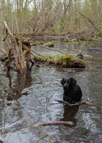 happy black labradors swimming in a pond in the forest