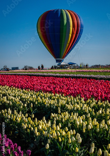 Hot air balloon over tulip field