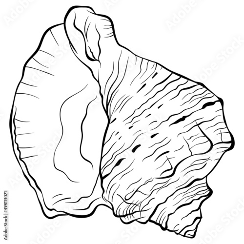 Spiral rapaninae seashell top view. Vector hand drawn line art close up illustration isolated on white. Element for design seafood shop or menu, decor, label. Suitable for coloring book page.