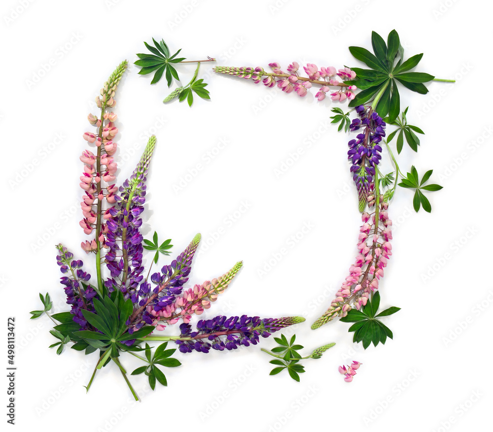 Flowers pink and violet lupin ( Lupinus albus ) on a white background with space for text. Top view, flat lay Flowers pink and violet lupin ( Lupinus albus ) on a white background with space for text. Top view, flat lay